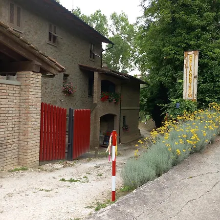 Helichrysum 3*